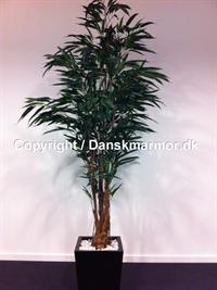 Ficus Ali 366-0008 1595 kr.